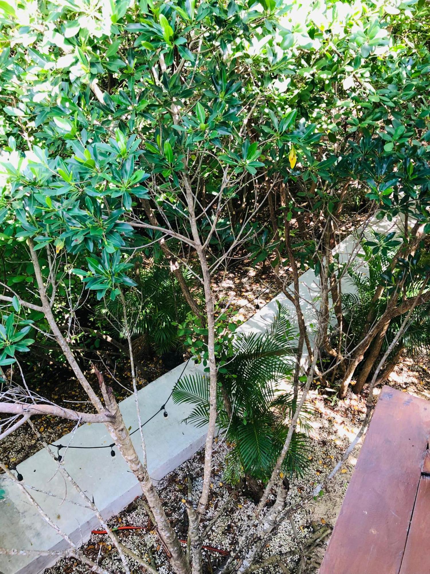 Cabanas Tulum - Aldea Mangle & Cenote Exterior foto